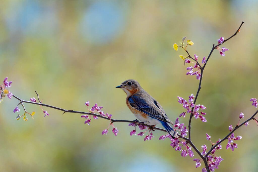 A Day Dreaming perched on a branch with pink flowers.