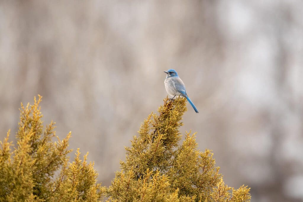 Deep in Thought is sitting on top of a tree.