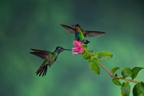 Two hummingbirds perched on Defending His Turf.