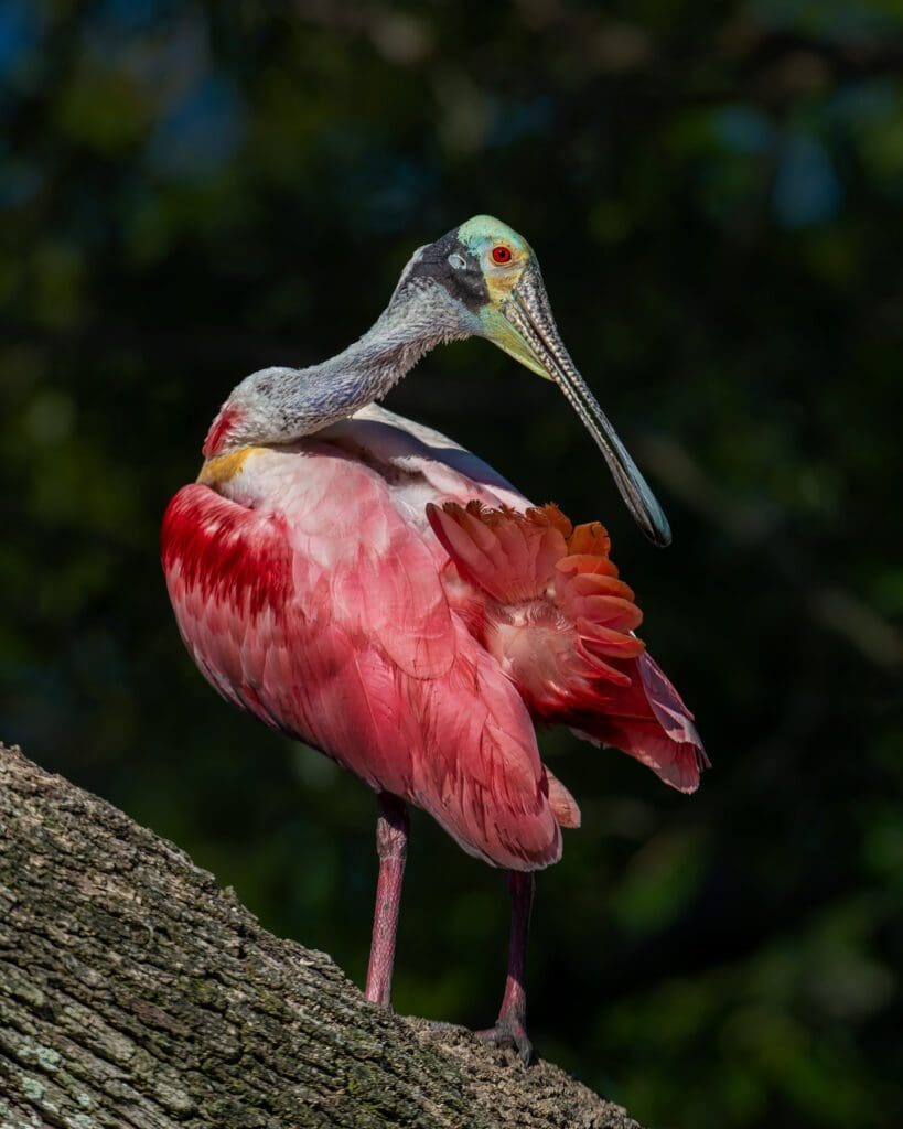 Displaying His Colors perched on a tree branch.