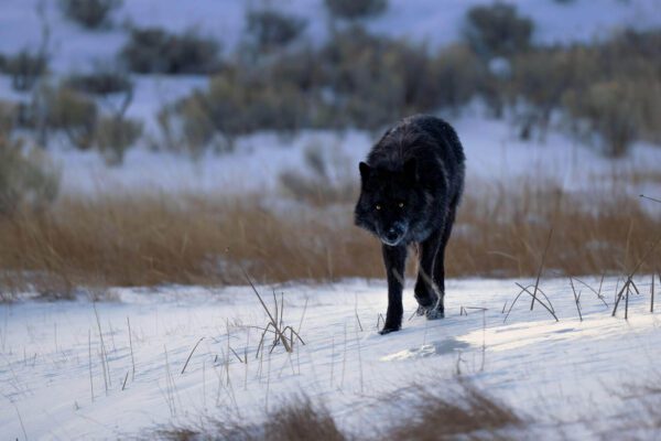 An Early Morning Wolf Encounter walking through a snowy field.