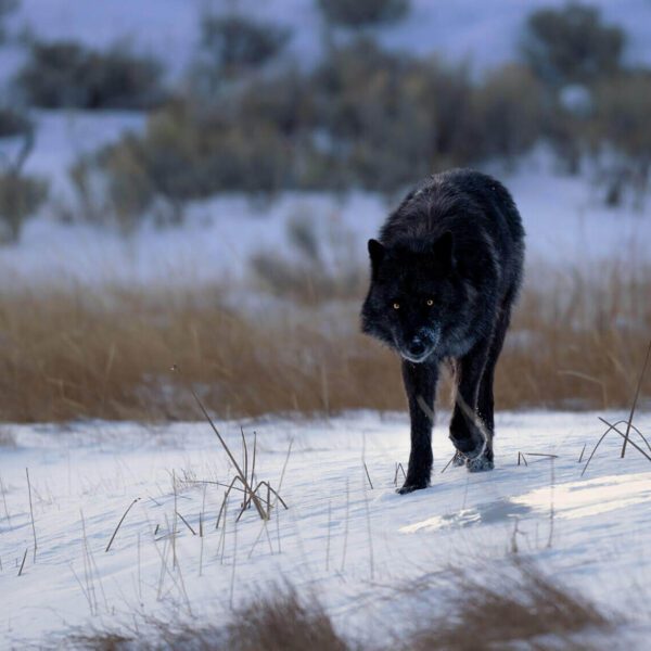 An Early Morning Wolf Encounter walking through a snowy field.