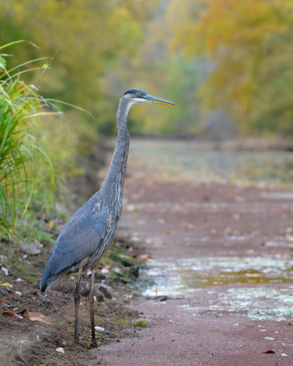A Blue Heron standing near a river.