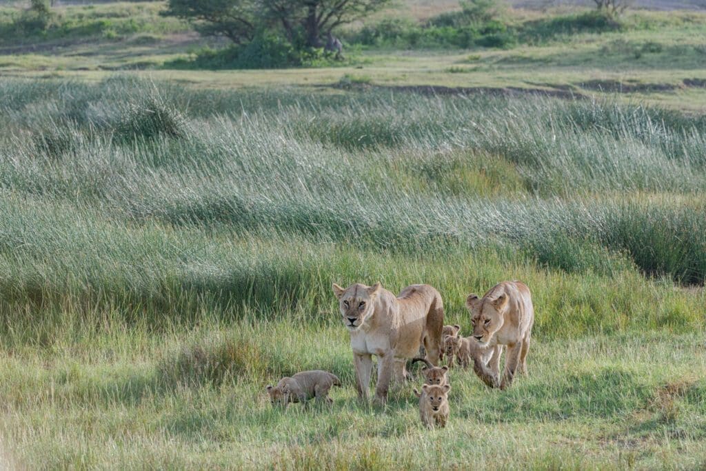 A Family Outing walking in the grass.