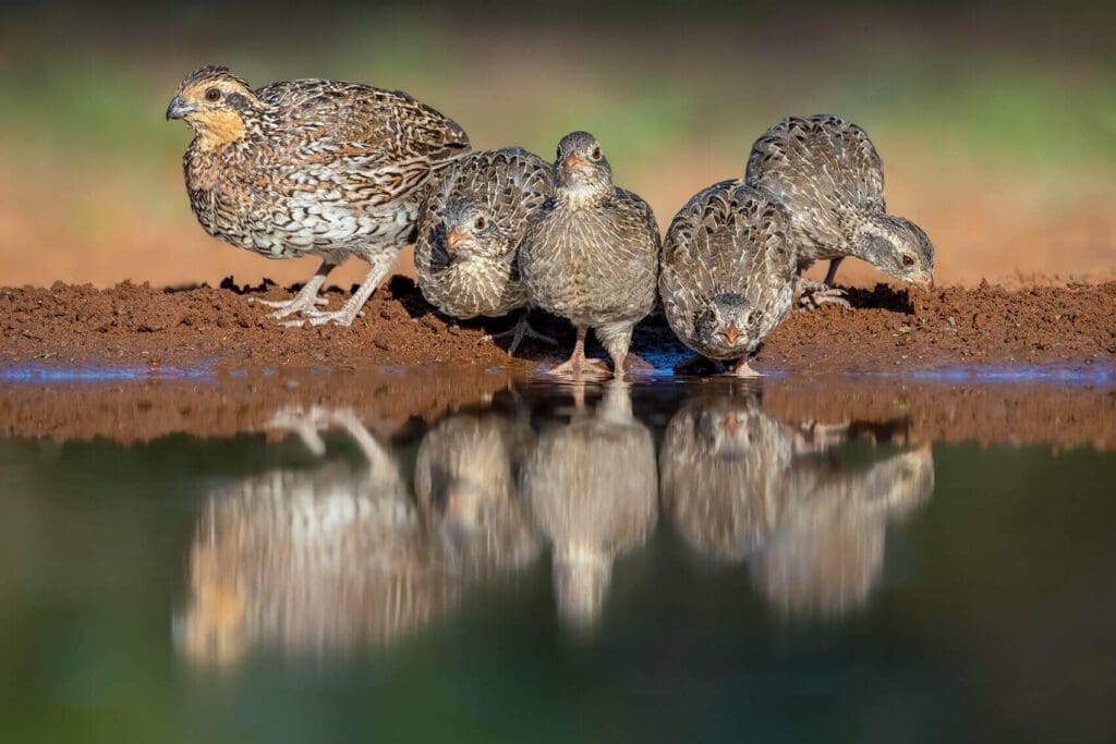 A Family at the Shore are standing next to a pond.