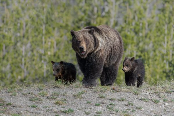 Felicia and her cubs walk through a grassy area.