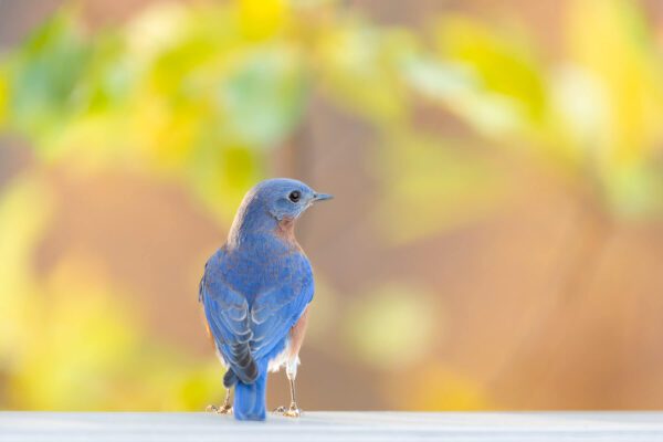 A blue bird is standing on the First Day of Fall wooden surface.