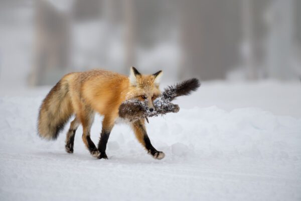 A Fox Feast is walking through the snow.