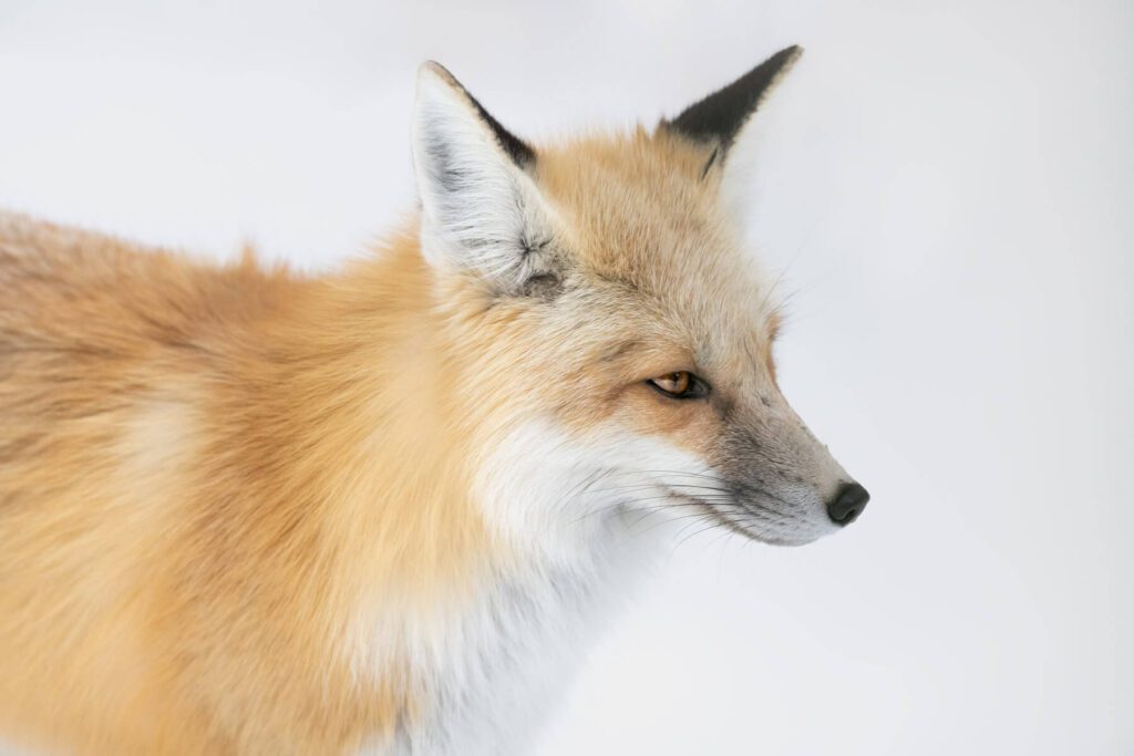 A close up of a Foxy Lady on a white background.