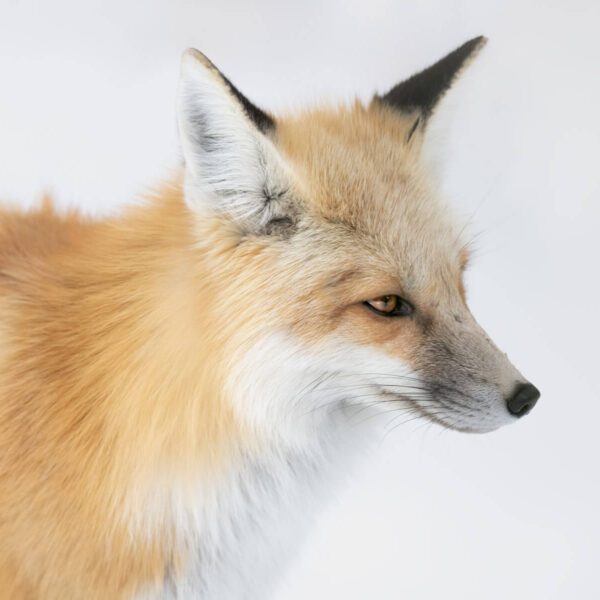 A close up of a Foxy Lady on a white background.