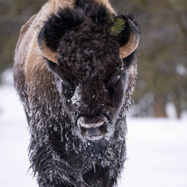 A powerful Bison covered in snow