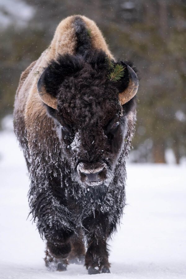 A powerful Bison covered in snow