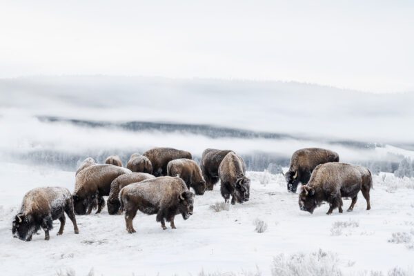 Herd of bison Frozen in Time in yellowstone national park.