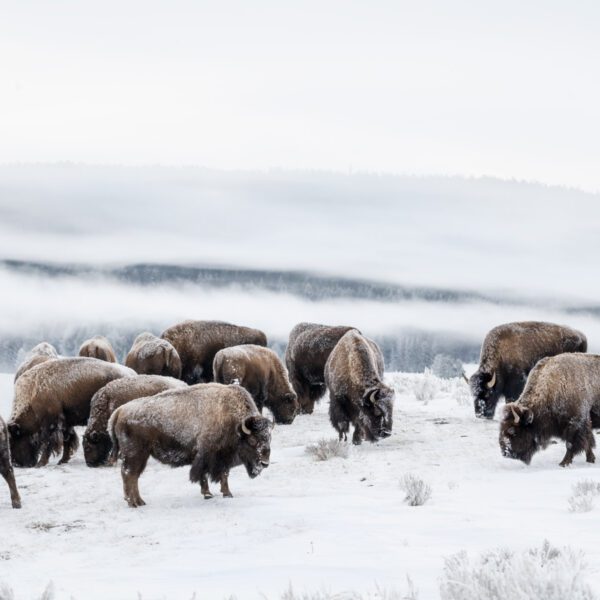 Herd of bison Frozen in Time in yellowstone national park.