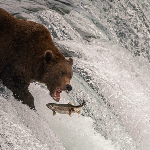 A view of a grizzly bear catching fish