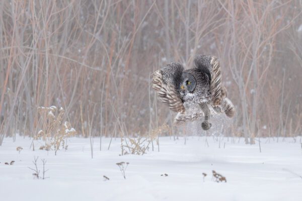 Great Gray Owl Liftoff flying through the snow.