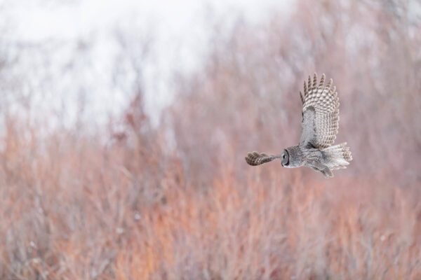 Great Gray Owl by Winter Sage flies over a grassy field.