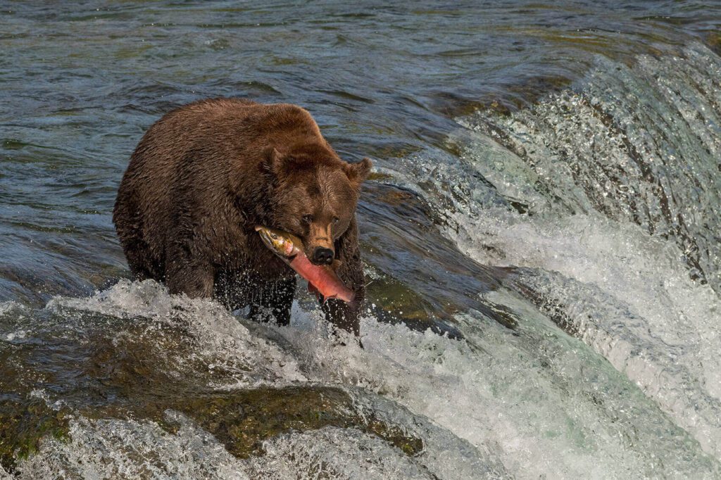 A brown bear standing on a waterfall with the Great Catch in its mouth.