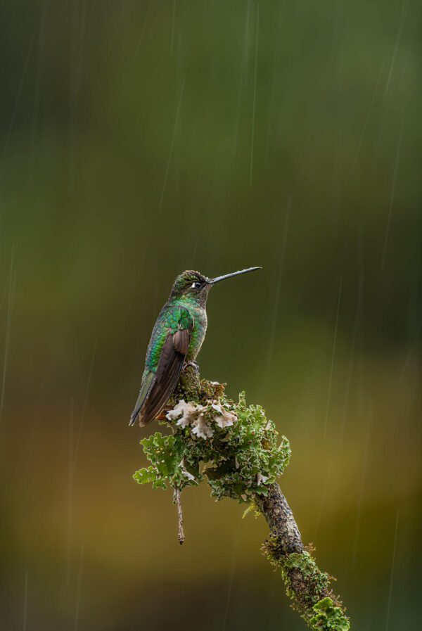 A green Heaven's Tears perched on a branch in the rain.