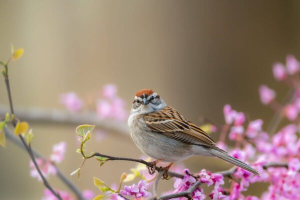 A small bird perched on a branch with Here's to Looking at You flowers.