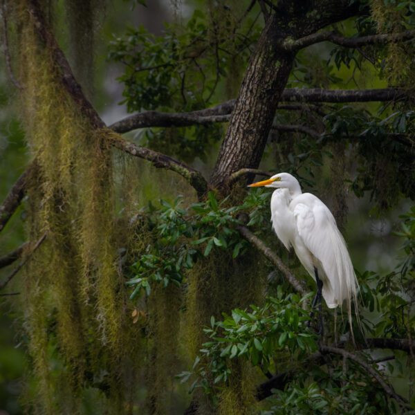 White egret perched in a tree with In The Moody Moss.