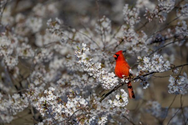 In the Lush Cherry Tree, a red cardinal perched on a branch.