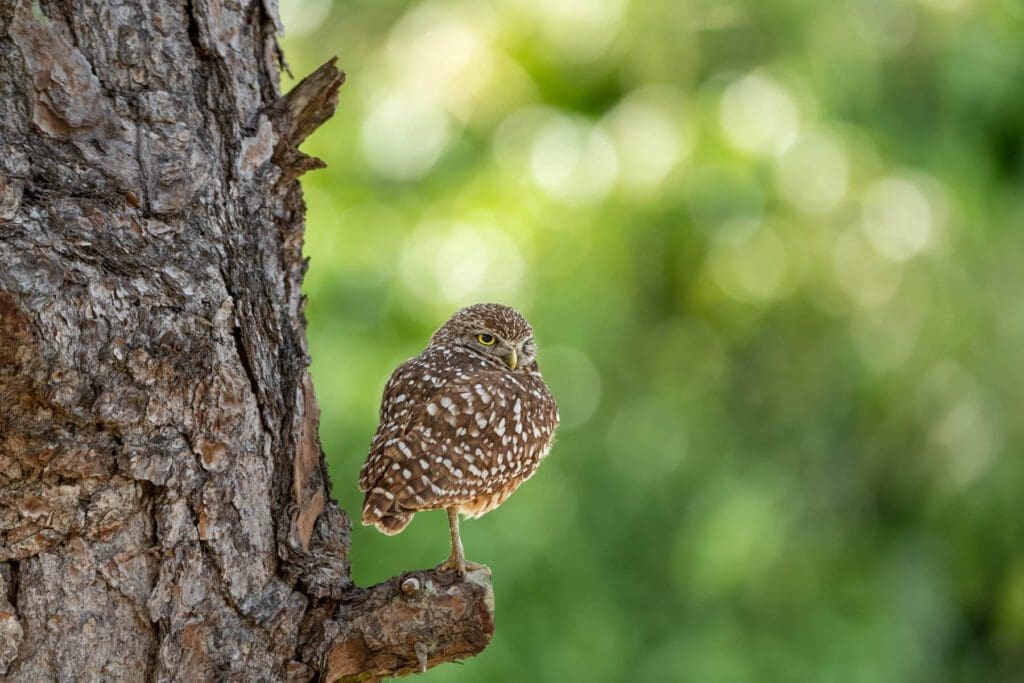 In the Soft Light perched on the trunk of a tree.