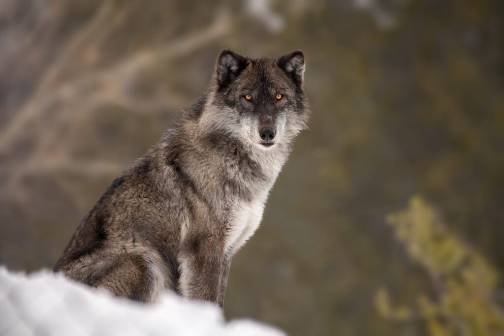 An Intensity wolf is sitting on top of a snowy hill.