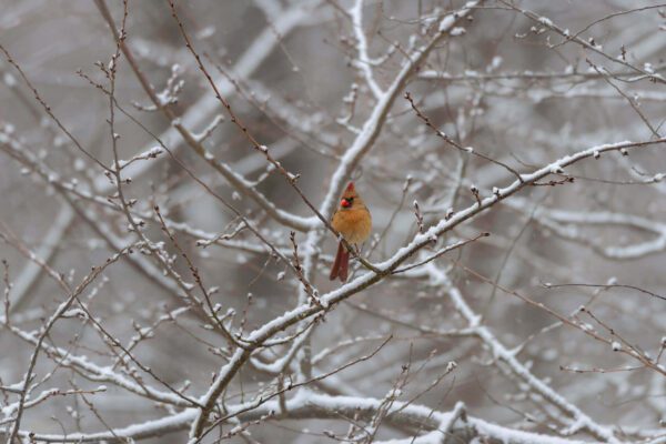 A Jewel of the Winter perched on a branch in the snow.