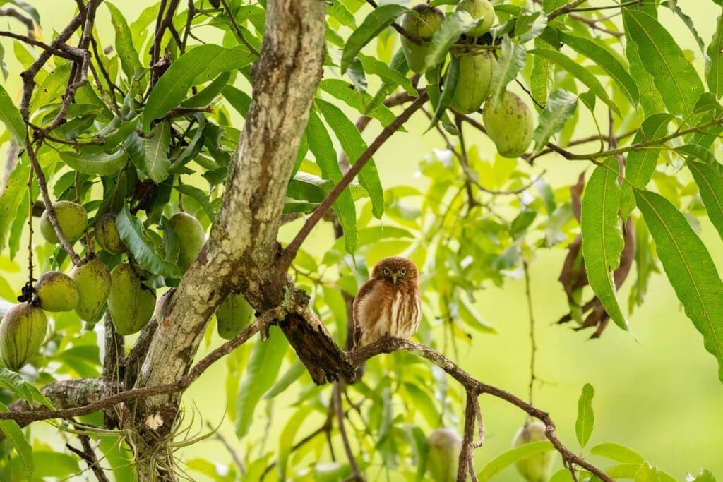 A bird perched on a tree branch with Little Cutie on it.