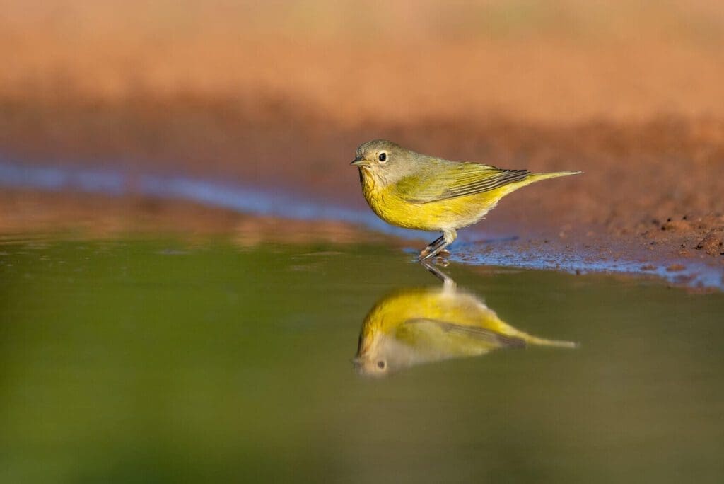 A Little Bit of Sunshine standing in a puddle of water.