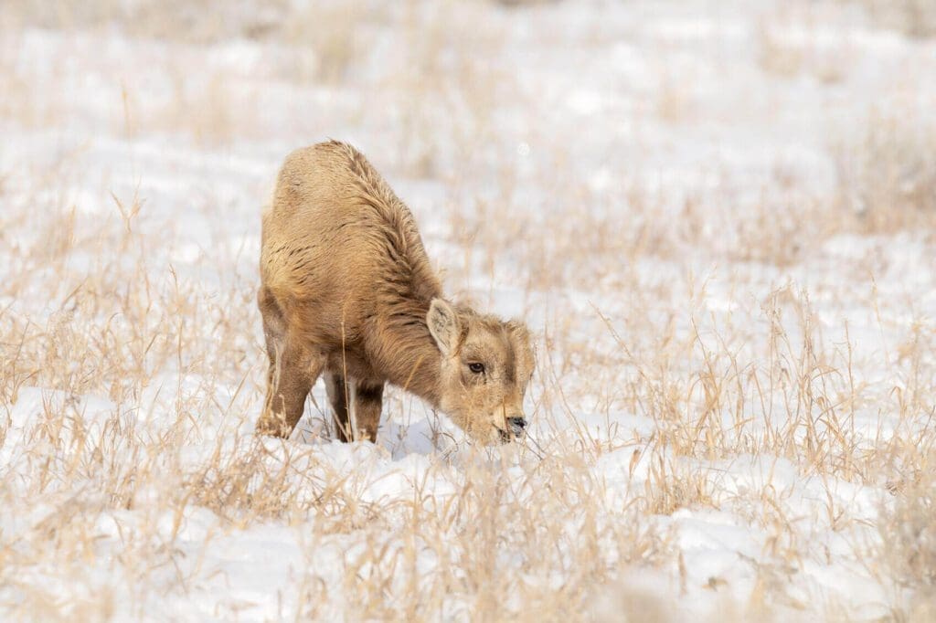 A Little Lamb’s First Winter grazing in the snow.