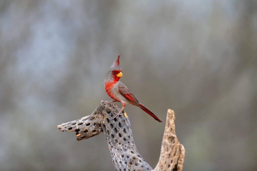 A Majestic Pose perched on a dead branch.