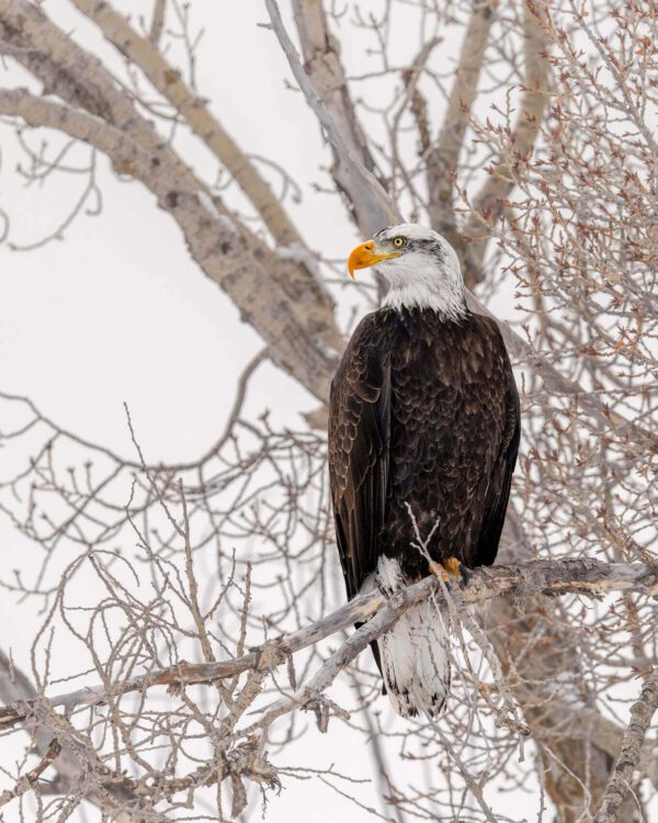 A Majestic Eagle perched in a tree.