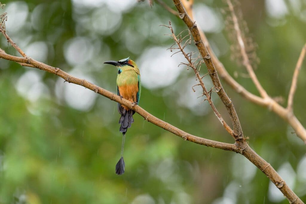 A colorful bird sitting on a branch in the rain, Meditation Time.