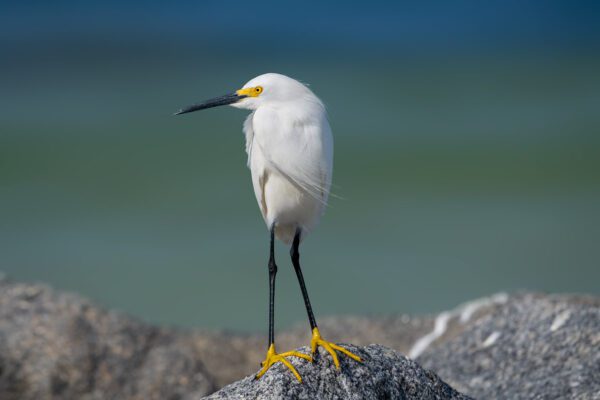 A white bird standing on a Miss Long Legs next to the ocean.