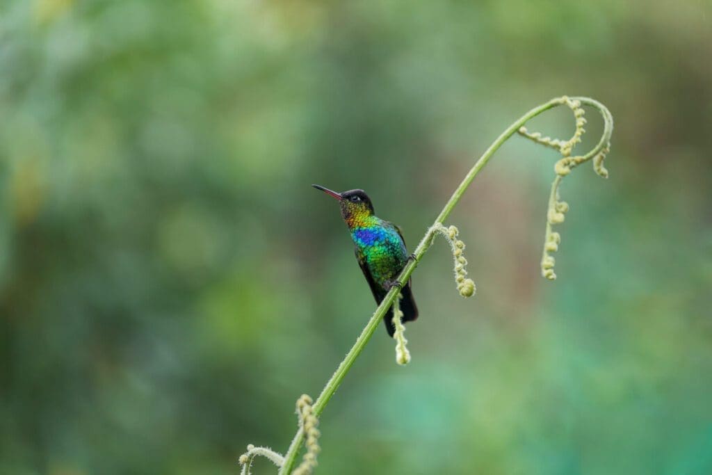 A colorful hummingbird perched on the Missing You plant.