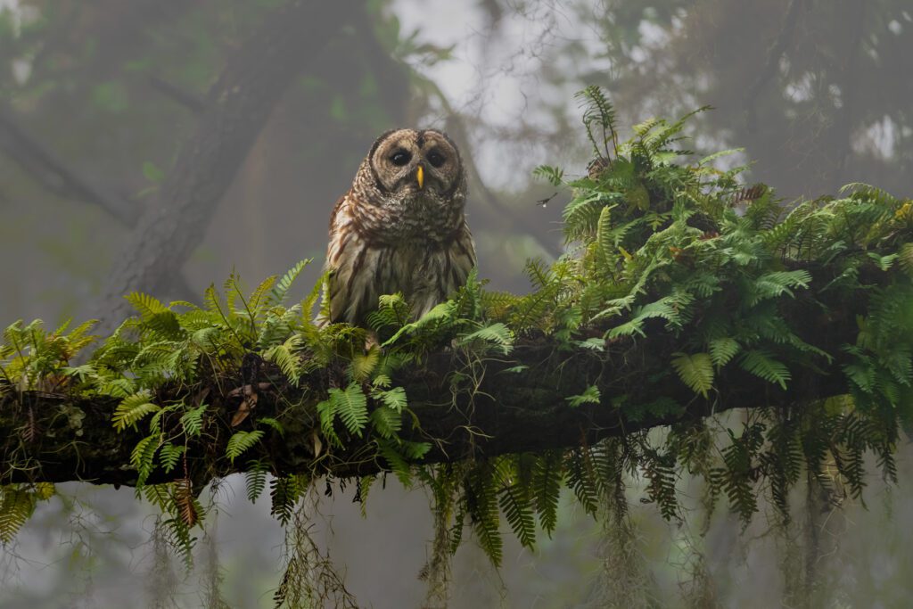 A view of an owl on the tree