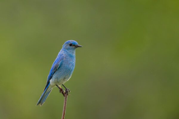 A blue bird is sitting on top of Momentary Rest.