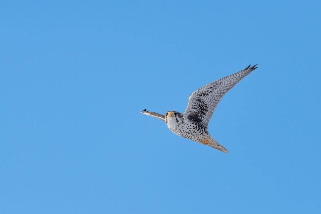 A Morning Outing flying through a clear blue sky.