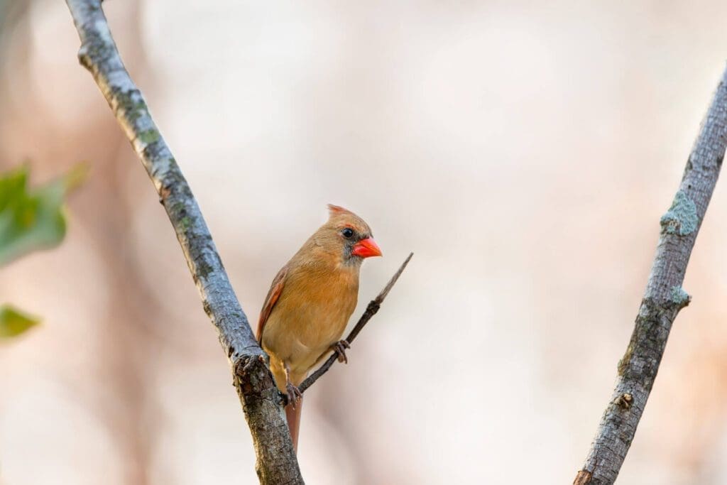 A Morning Perch perched on a tree branch.