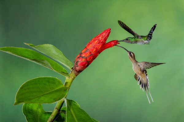 Two hummingbirds feeding on Mozart's Symphony.