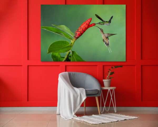 Two hummingbirds feeding on a flower in Mozart’s Symphony