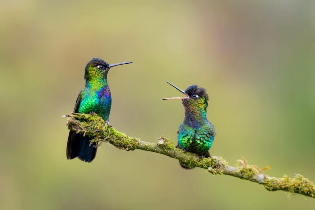 Two colorful News of the Day perched on a branch.