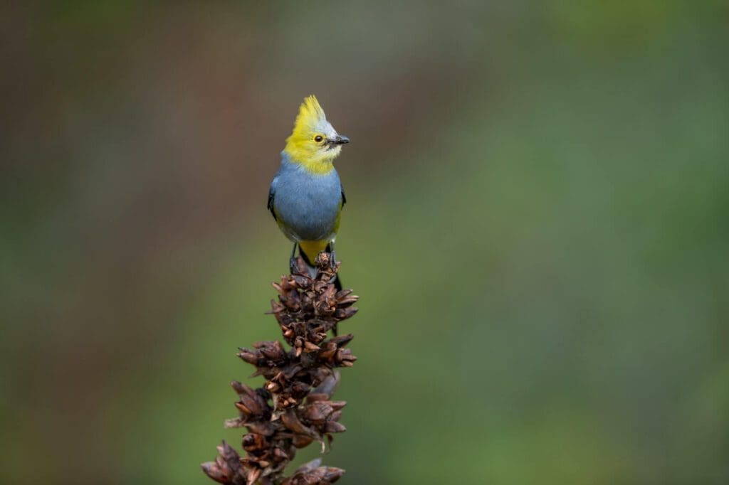 A blue and yellow On Point perched on a plant.