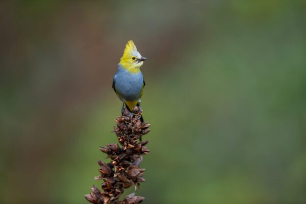 A blue and yellow On Point perched on a plant.