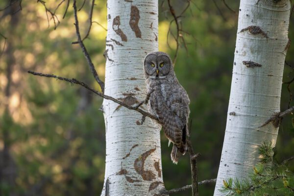 Great gray owl perched on On the Forest's Edge.