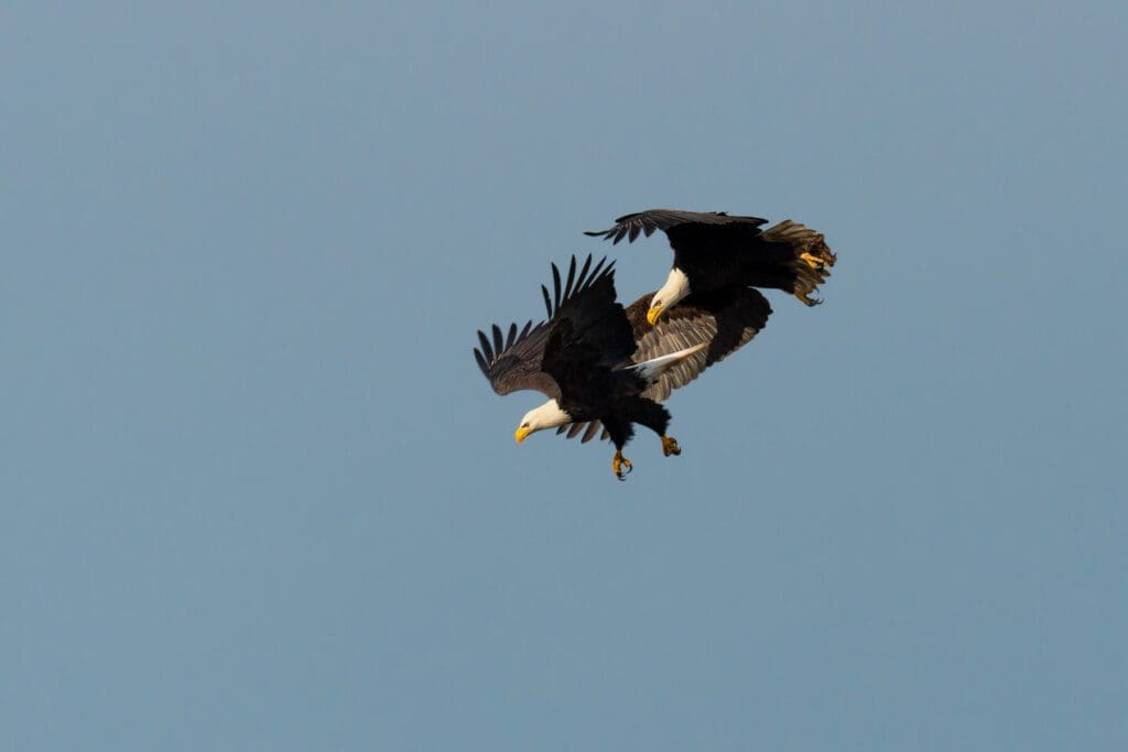 Two On the Hunt flying in the sky.