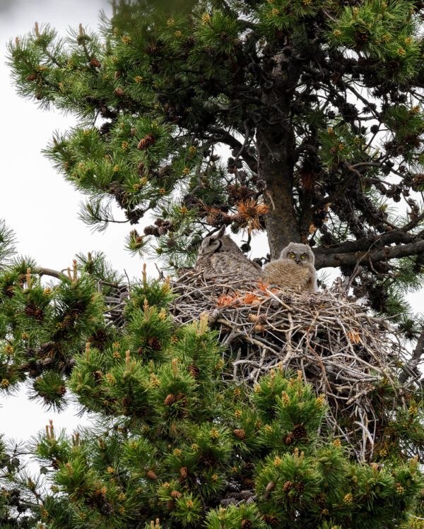 Two Owl’s Nests sitting in a pine tree.