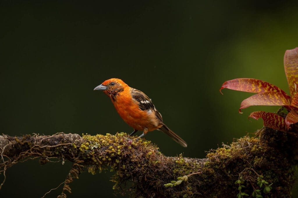 A Peach Paradise bird perched on a branch.